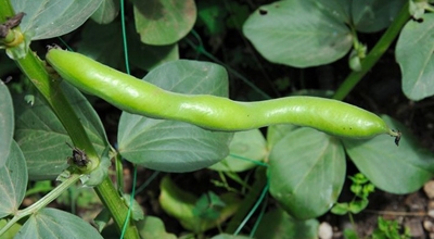 Ordinanza per la tutela dei cittadini affetti da favismo: Disposizioni per la coltivazione e stoccaggio delle fave nei centri abitati e nell&rsquo;agro