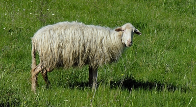 Aiuti alle aziende agricole dichiarate sede di focolaio di febbre catarrale degli ovini (Blue Tongue)