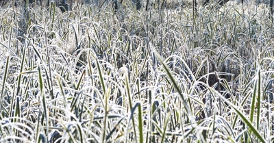 Avviso - Modulistica per calamit&agrave; naturale agricoltura - Gelata Aprile 2017